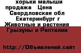 хорьки малыши продажа › Цена ­ 4 000 - Свердловская обл., Екатеринбург г. Животные и растения » Грызуны и Рептилии   